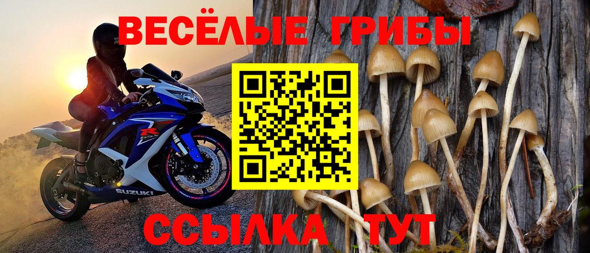 Галлюциногенные грибы Psilocybine cubensis Камень-на-Оби